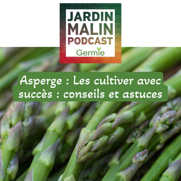 Asperges: Comment les cultiver comme un expert