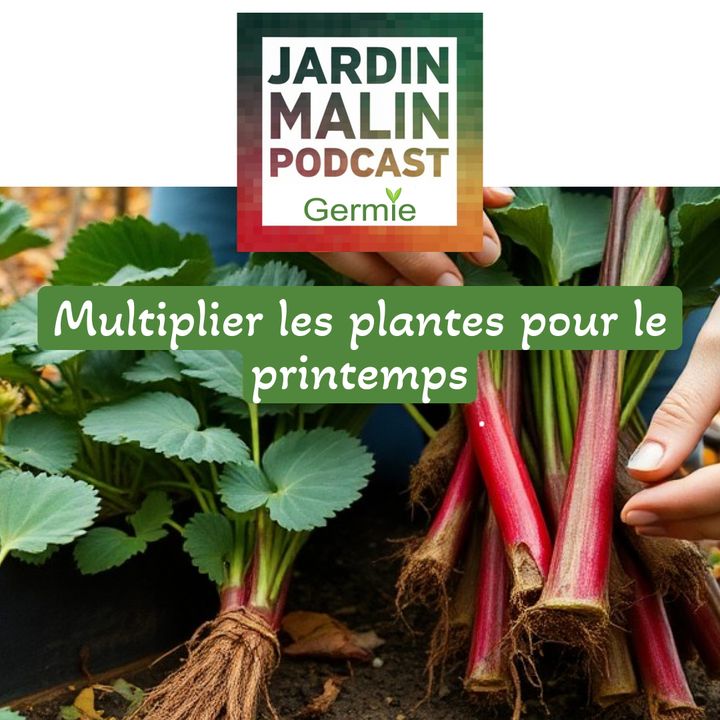 Multiplication des plantes : Guide complet pour fraisiers et framboisiers